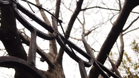 Close up view of snow falling in front of trees out of focus Video stock 77550801