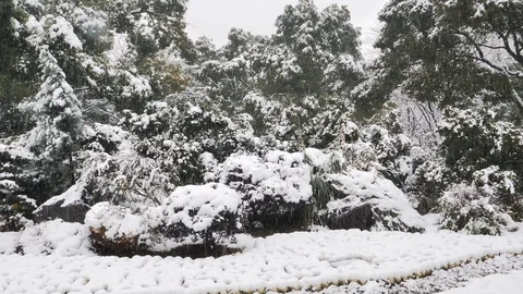 Close up view of snow falling at the trees branches. Snow falls from tree branch Stock Footage 95403045