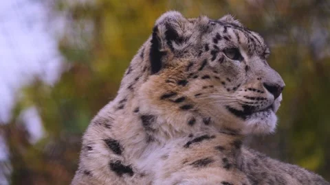 Close view of snow leopard Stock Footage 255681868
