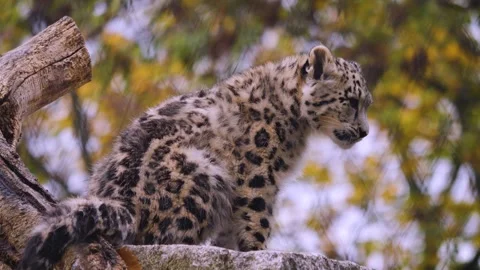 Close view of snow leopard Stock Footage 255681980