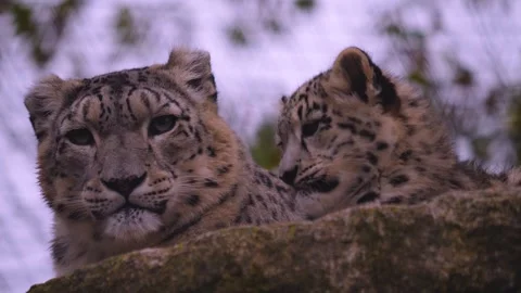 Close view of snow leopard Stock Footage 255682018