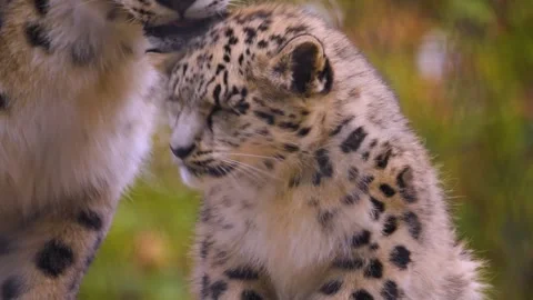 Close view of snow leopard Stock Footage 255682170