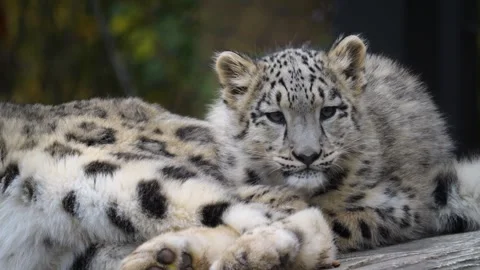 Close view of snow leopard Stock Footage 256917378