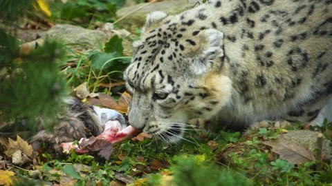 Close view of an snow leopard Stock Footage 258969297