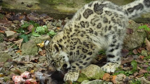 Close view of an snow leopard Stock Footage 258970053