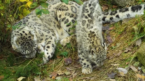 Close view of an snow leopard Stock Footage 258971942