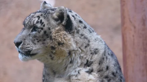 Close up view of a snow leopard Stock Footage 263901008