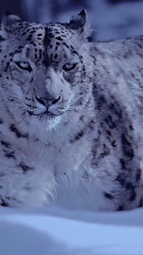 Close up view of snow leopard portrait in snow Stock Footage 275174807