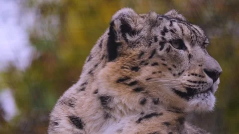 Close view of snow leopards Stock Footage 255720132