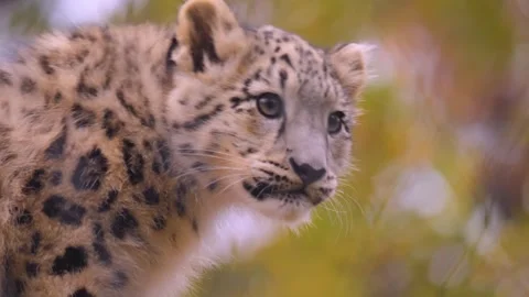 Close view of snow leopards Stock Footage 255720845