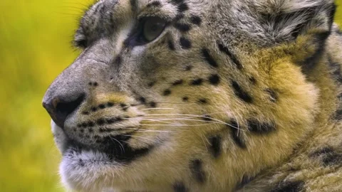 Close up view of a snow leopards head Stock Footage 310004368