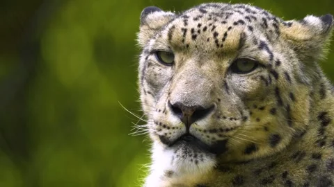 Close up view of a snow leopards head Stock Footage 310004476