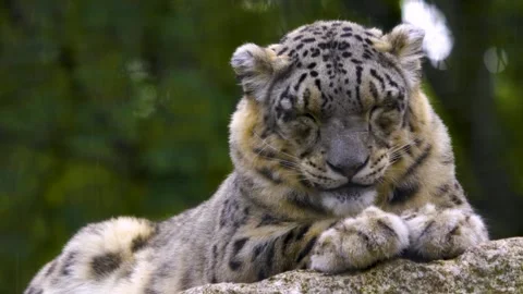 Close up view of a snow leopards head Stock Footage 310004554