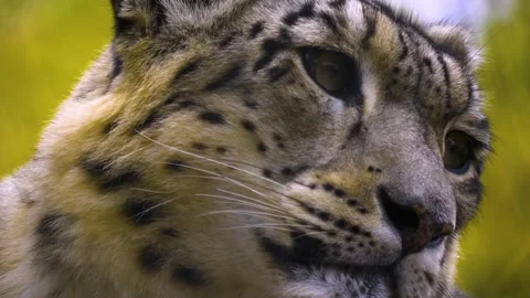 Close up view of a snow leopards head Stock Footage 310007044