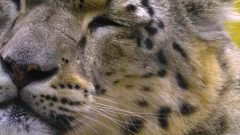Close up view of a snow leopards head Stock Footage 310007045