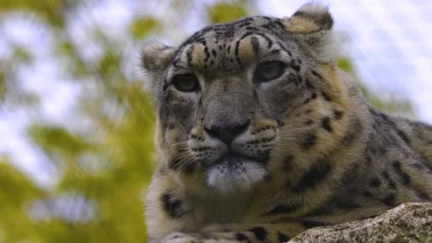 Close up view of a snow leopards head Stock Footage 310007095