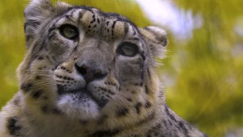 Close up view of a snow leopards head Stock Footage 310007106