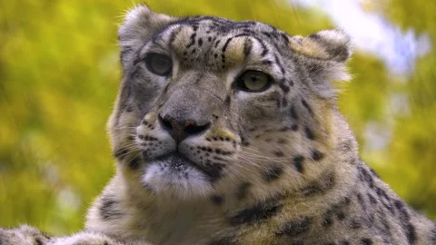 Close up view of a snow leopards head Stock Footage 310007133