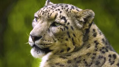 Close up view of a snow leopards head Stock Footage 310007141