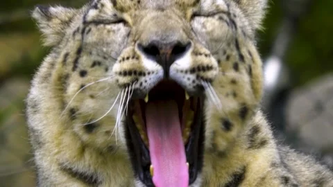 Close up view of a snow leopards head Stock Footage 310007150