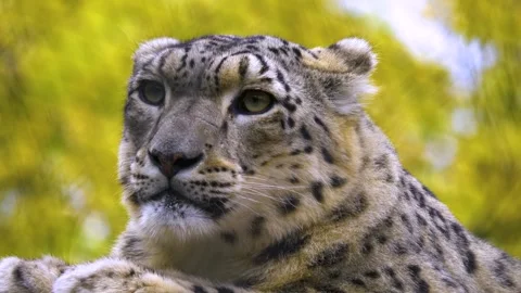 Close up view of a snow leopards head Stock Footage 310007151