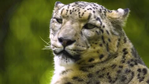 Close up view of a snow leopards head Stock Footage 310007210