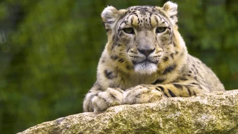 Close up view of a snow leopards head Stock Footage 310007246