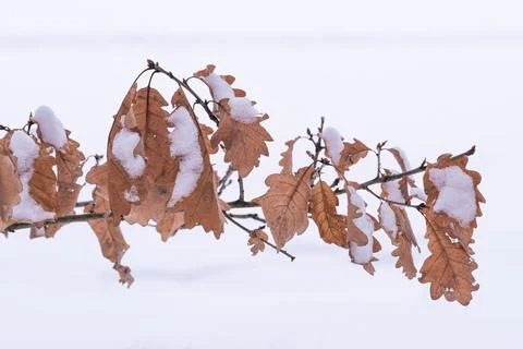 Close up view of snowy oak tree branch with coloured leaves Stock Photos