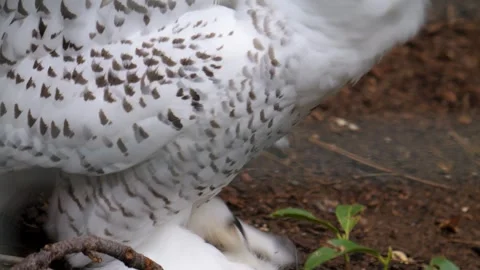 Close view of a snowy owl Stock Footage 252647497