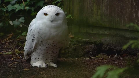 Close view of a snowy owl  Stock Footage 258961419
