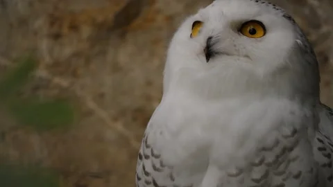 Close up view of a snowy owl  Stock Footage 261197171