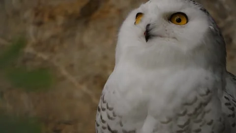 Close view of a snowy owl head Stock Footage 261248322