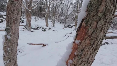 Close up view of snowy tree while snow is falling in the background. Stock Footage 146901878