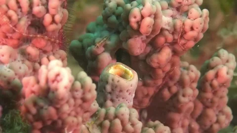 Close-Up View of Soft Coral or Sea Tulip with Tubular Structure and Vivid Color Video stock 311924843