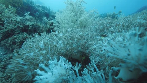 Close up view of soft corals underwater, moving softly in the water. Stock Footage 123549677