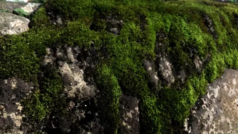 Close Up View of Soft Green Bryophyta Moss Patches on Earth Surface Stock Footage 333708737