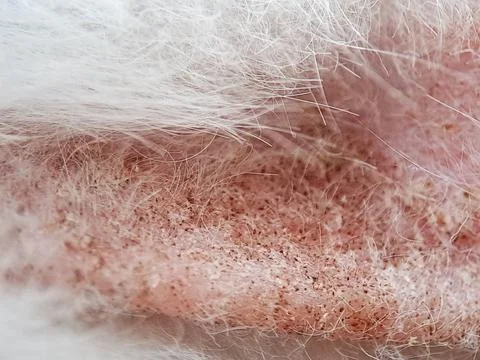Close up view of soft pink and white animal fur texture. Stock Photos