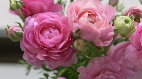 Close view of soft pink ranunculus flowers. Natural texture of petals creates Stock Footage 330401560