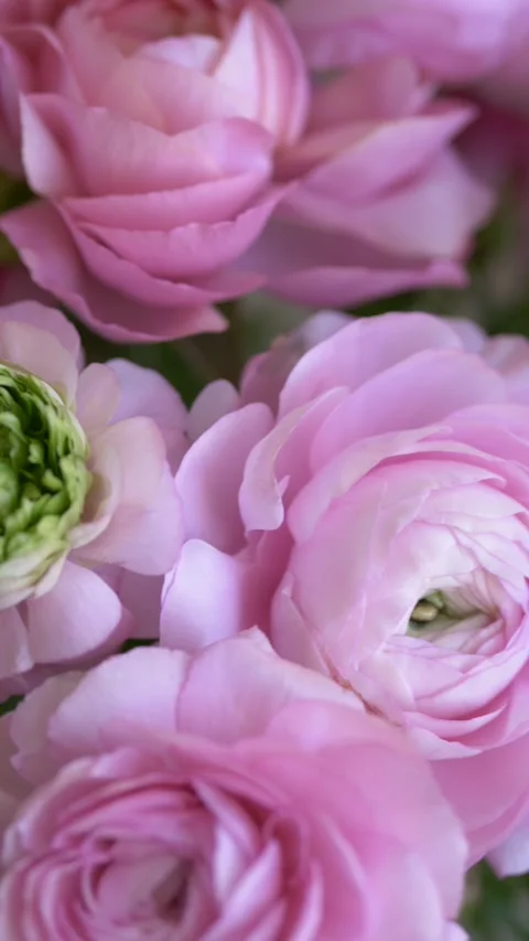 Close view of soft pink ranunculus flowers. Natural texture of petals creates Stock Footage 330480889