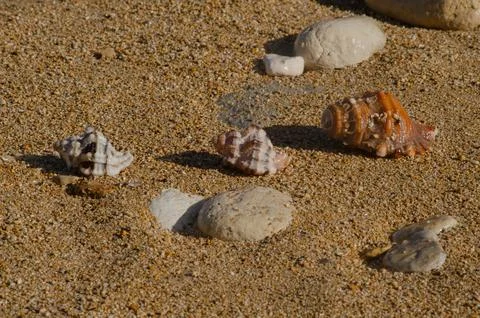 Close Up View Soft Waves Gently Washing Over Sandy Beach Relaxing Coastal Beauty Stock Photos
