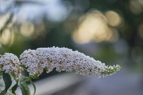 Close view of a soft white flower cluster on a branch with blurred green back Stock Photos