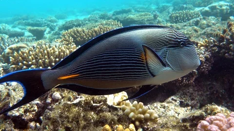 Close-up view of a Sohal surgeonfish - Acanthurus sohal, Red sea In 4K Stock Footage 125946068