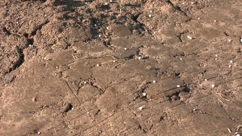 Close-up View of Soil With Scattered White Granular Fertilizer Stock Footage 309168107