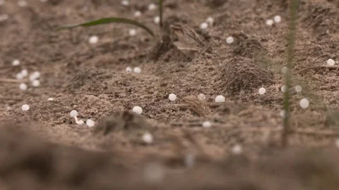 Close-up View of Soil With Scattered White Granular Fertilizer Video stock 309168142