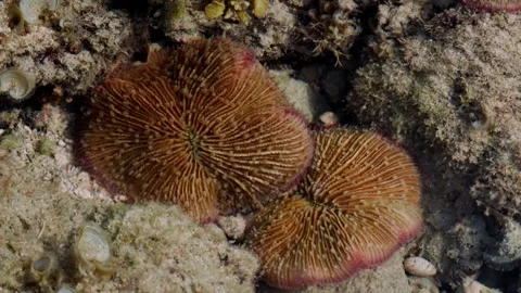 Close View of Solitary Plate Corals in the Tidal Zone Stock Footage 341909443