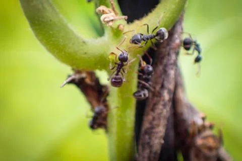 Close up view of some ants crawling on vines Foto stock
