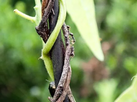 Close up view of some ants crawling on vines Stock Photos