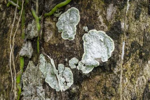 Close up view of some dry moss and lichen on a tree Stock Photos