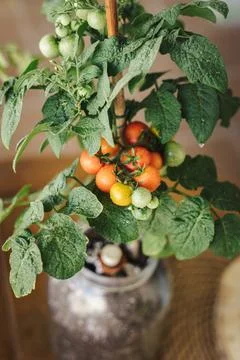 Close up view of some fresh cherry tomatoes in a home farming plant. Home org Stock Photos