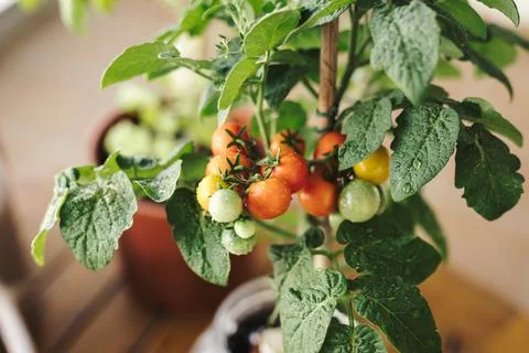Close up view of some fresh cherry tomatoes in a home grown cherry tomato pla 写真素材